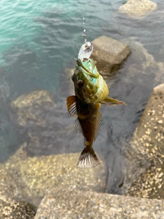 アナハゼの釣果