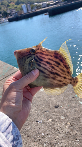 カワハギの釣果