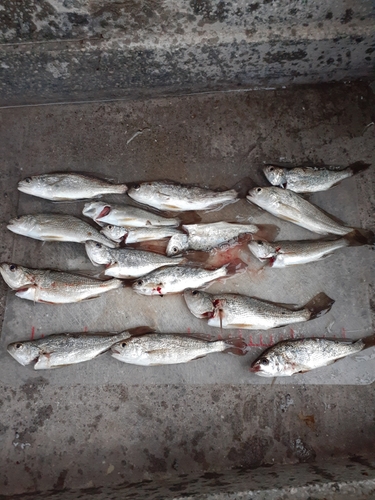 イシモチの釣果