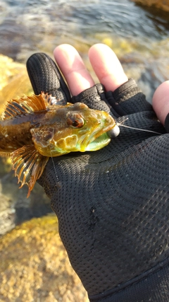 アナハゼの釣果