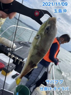 シロサバフグの釣果