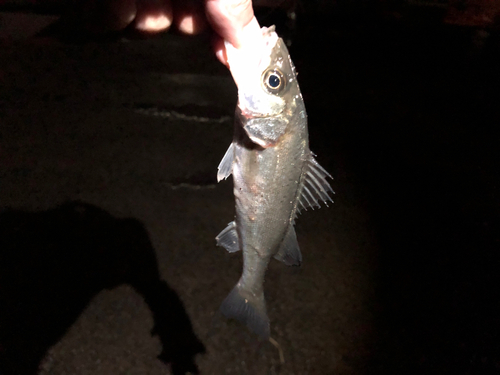 セイゴ（マルスズキ）の釣果