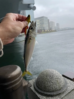 サバの釣果