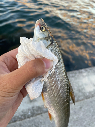 ニゴイの釣果