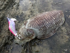 コウイカの釣果