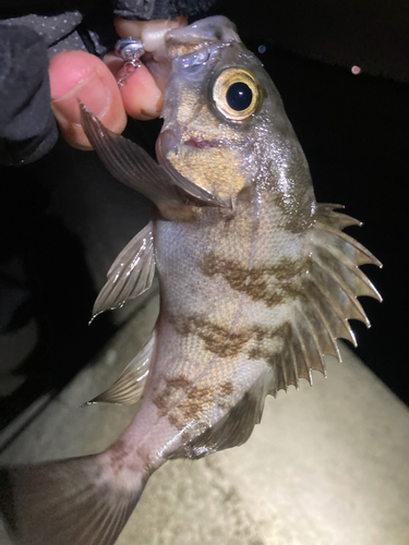 メバルの釣果