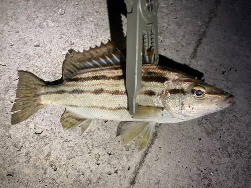 シマイサキの釣果