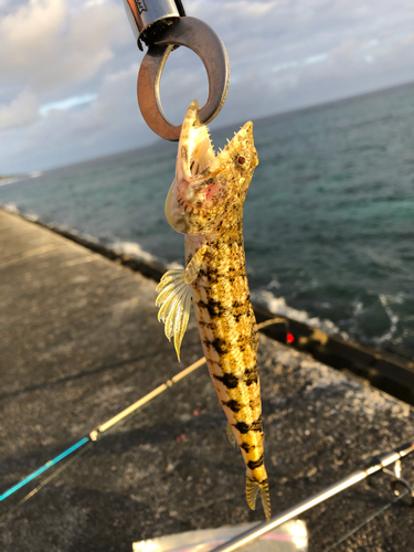 ワニエソの釣果