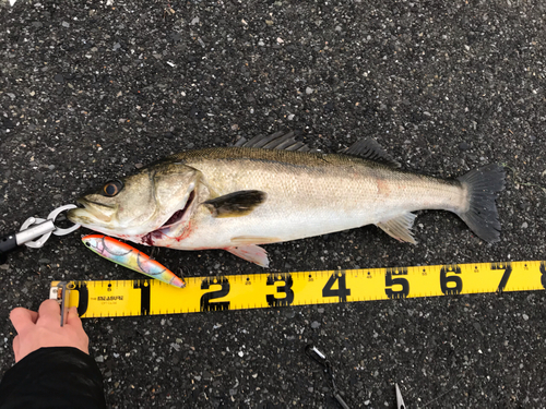 シーバスの釣果