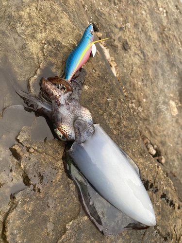 アオリイカの釣果