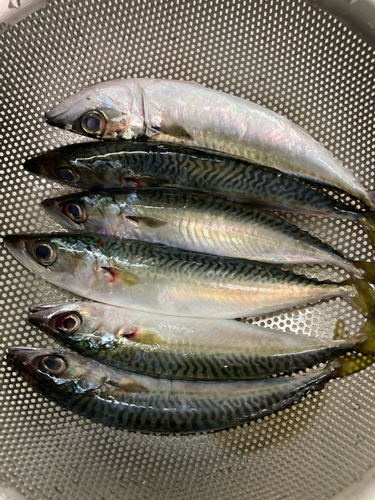 サバの釣果