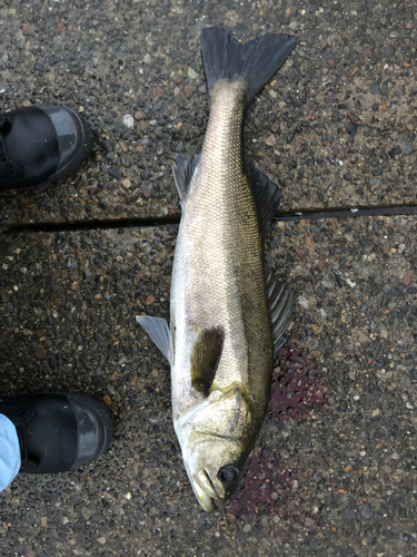 フッコ（マルスズキ）の釣果