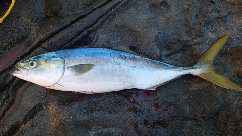 イナダの釣果