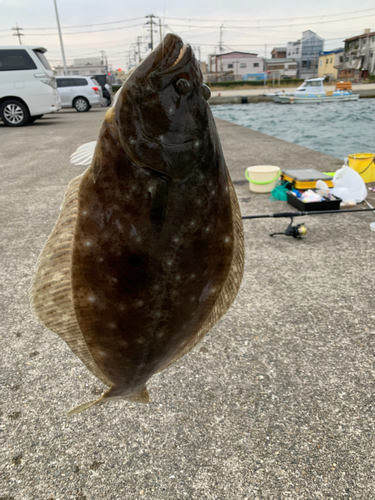 ヒラメの釣果