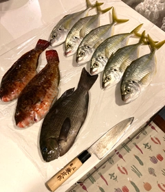 シマアジの釣果