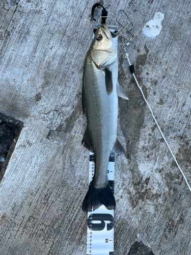 シーバスの釣果