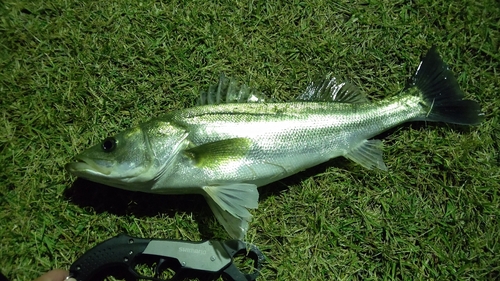 セイゴ（マルスズキ）の釣果