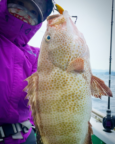 オオモンハタの釣果