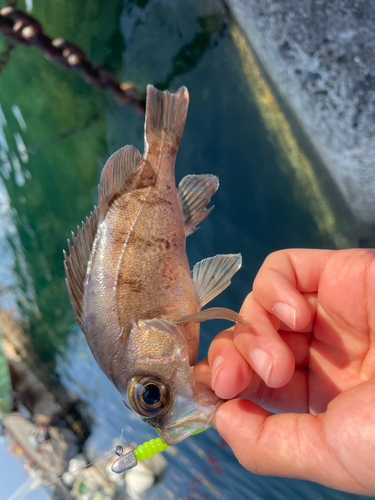 メバルの釣果