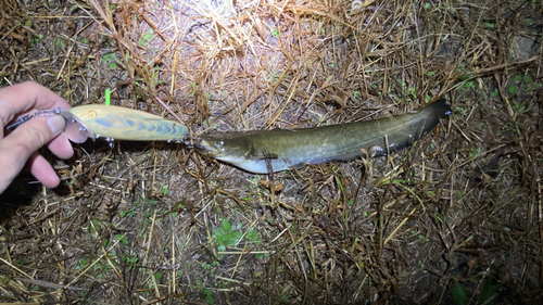 マナマズの釣果