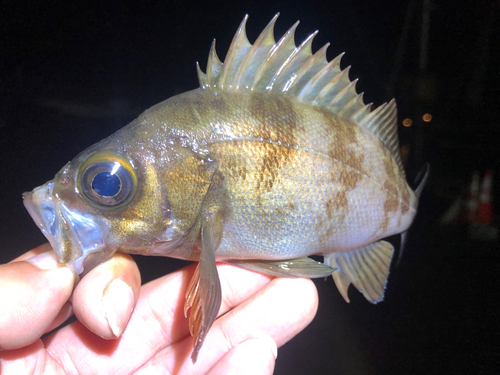 メバルの釣果