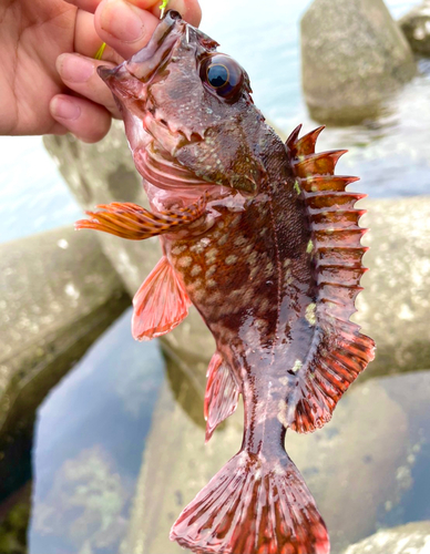 カサゴの釣果