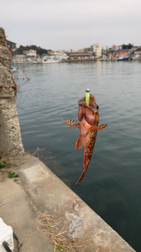 カサゴの釣果