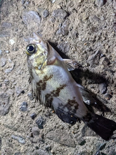 メバルの釣果