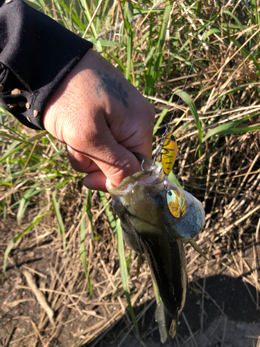 ラージマウスバスの釣果