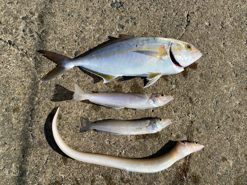 ショゴの釣果