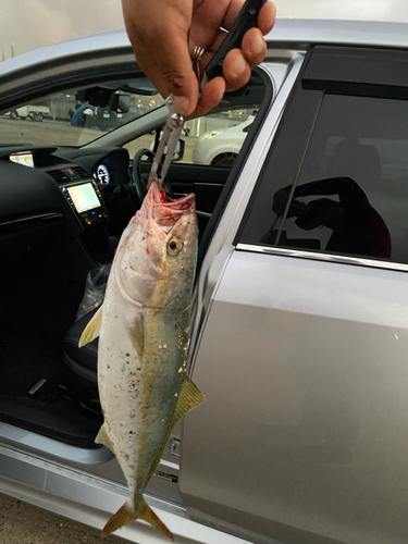 イナダの釣果