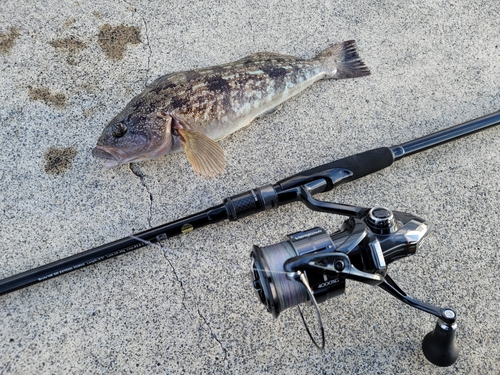 アイナメの釣果