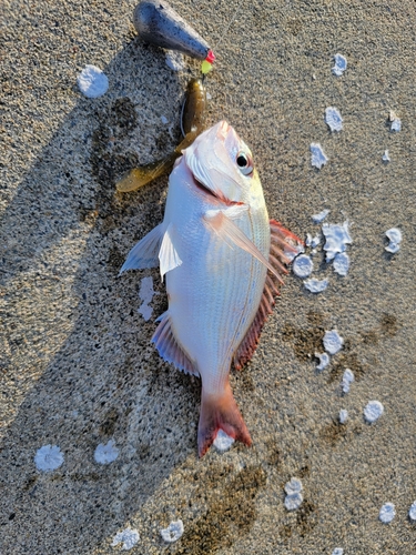 ハナダイの釣果