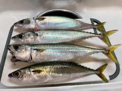 マサバの釣果