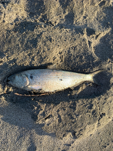 コノシロの釣果