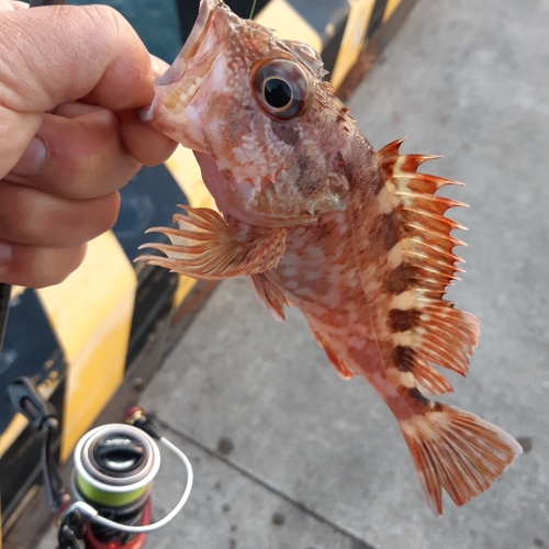 カサゴの釣果