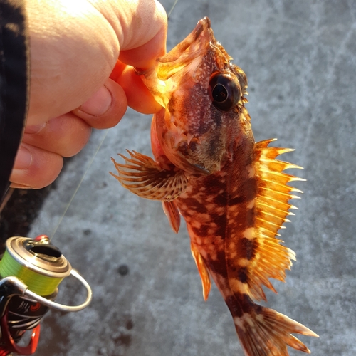 カサゴの釣果