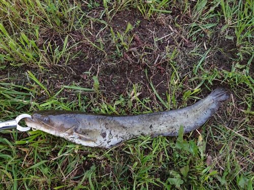 ナマズの釣果