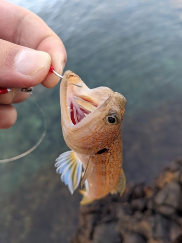 エソの釣果