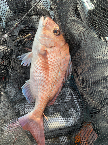 マダイの釣果