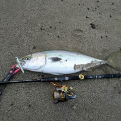 ヤズの釣果