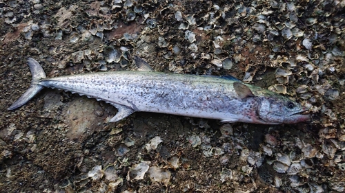 サワラの釣果