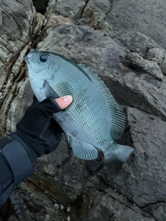 クロの釣果