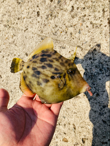 カワハギの釣果