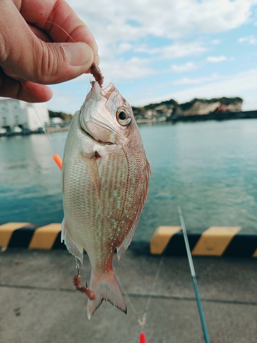 チャリコの釣果