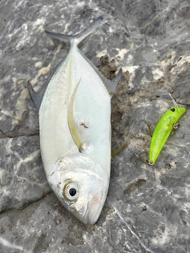 カスミアジの釣果