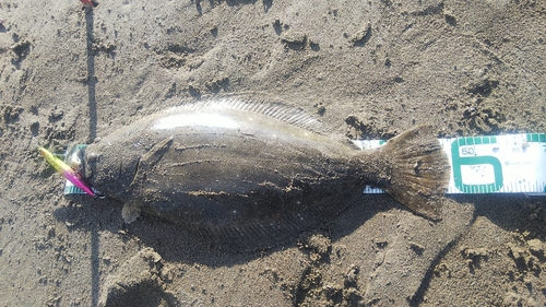 ヒラメの釣果