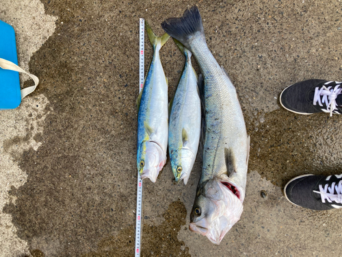 イナダの釣果