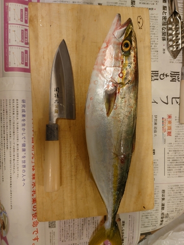 ヒラマサの釣果