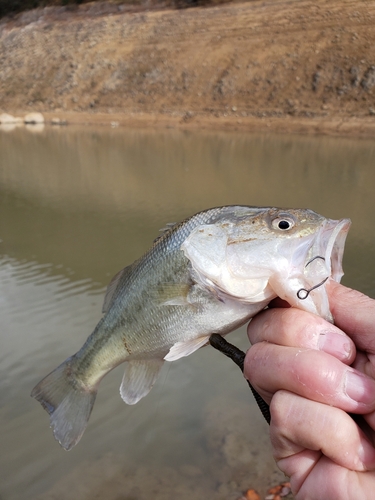 ラージマウスバスの釣果